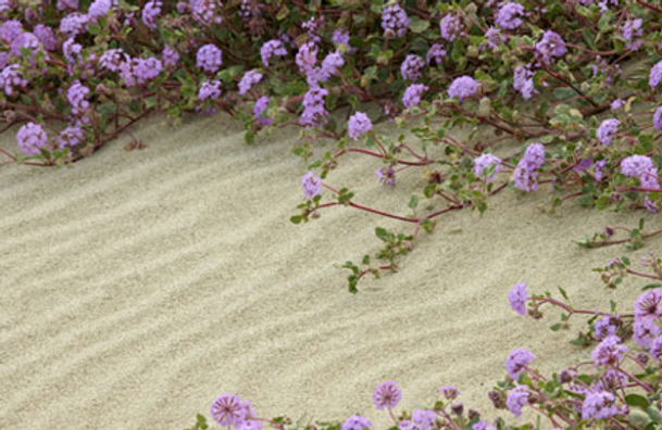 lavender_sand.png